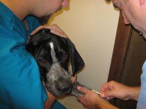 Heartworm Test